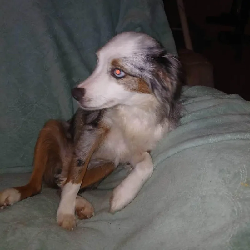 A young small-sized female Merle (Blue) Australian Shepherd dog named June Bug for adoption in Chicopee, MA