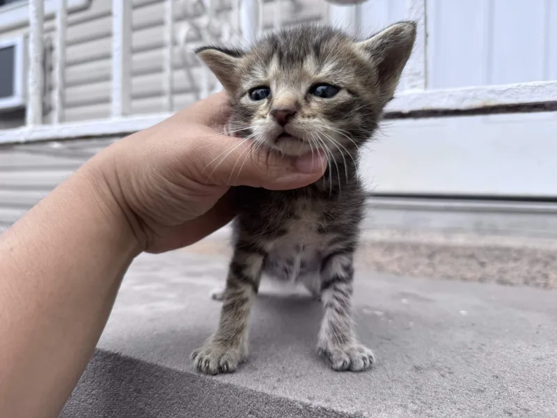 A baby small-sized male Tabby (Brown / Chocolate) American Shorthair cat named George for adoption in North Bergen, NJ