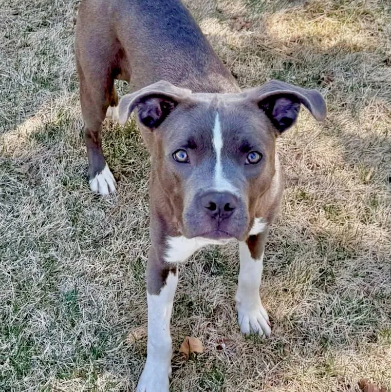 A young medium-sized male Gray / Blue / Silver Pit Bull Terrier dog named Marlo for adoption in Mead, CO