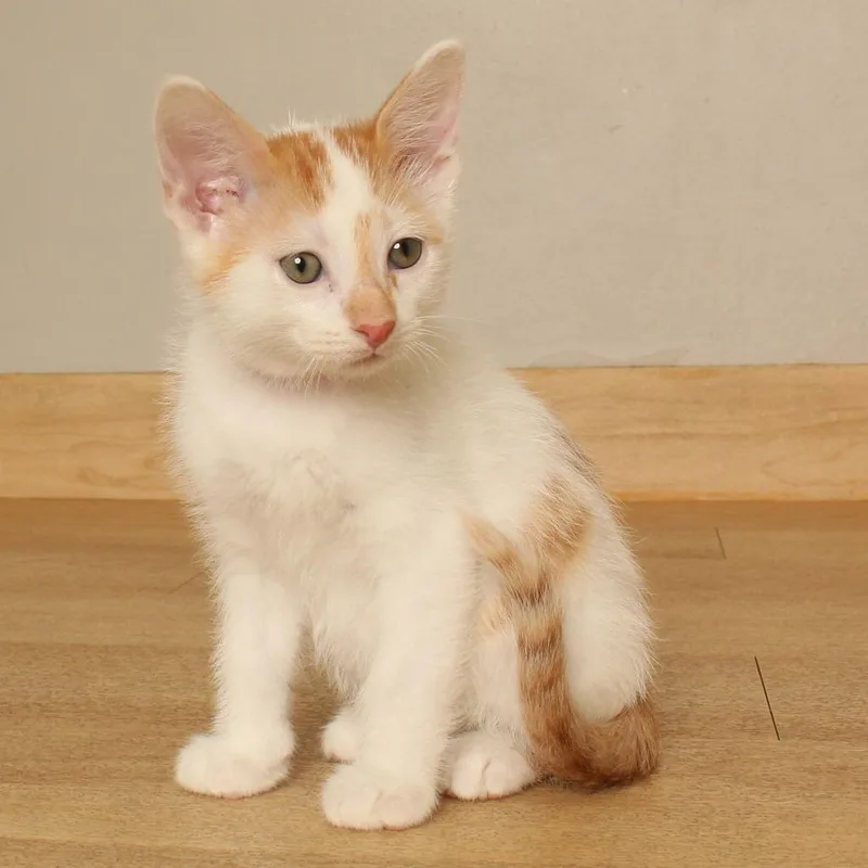 A baby small-sized male White Domestic Short Hair cat named Apple C for adoption in Minnetonka, MN