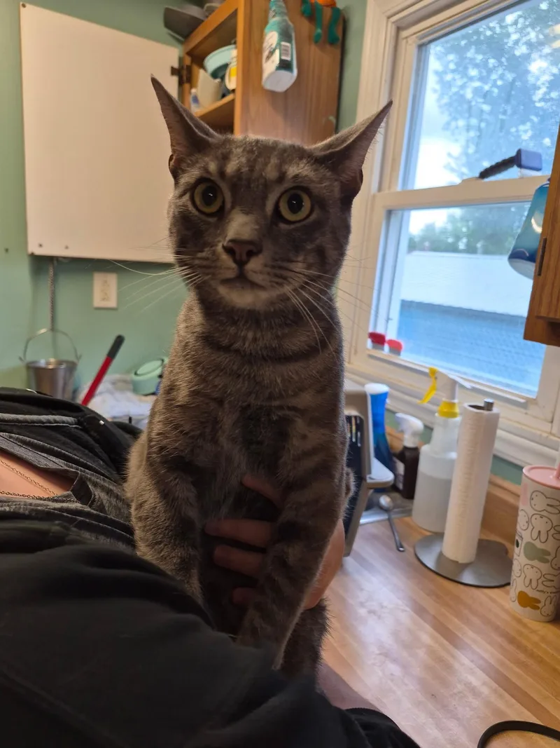 A young medium-sized male Domestic Short Hair cat named Ridic for adoption in Anderson, IN