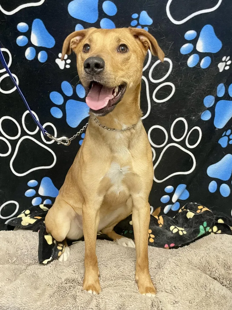 An adult medium-sized female Golden Mixed Breed dog named Ginger for adoption in Washington Court House, OH
