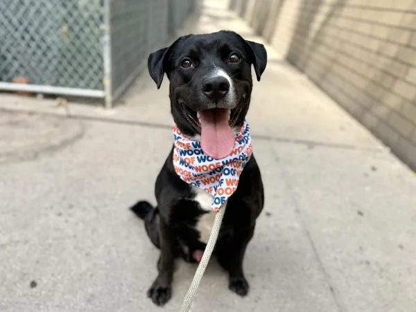 A young large-sized male Mixed Breed dog named Cuha for adoption in New York, NY