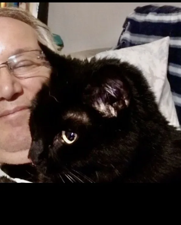 An adult medium-sized male Black Domestic Short Hair cat named Cortana for adoption in Oro Valley, AZ