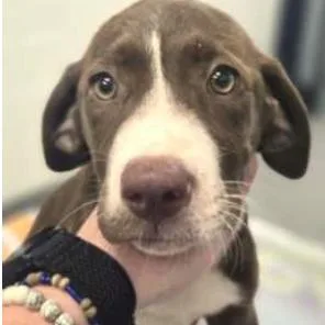 A baby small-sized female Brown / Chocolate Mixed Breed dog named Isabella for adoption in Wilmington, DE