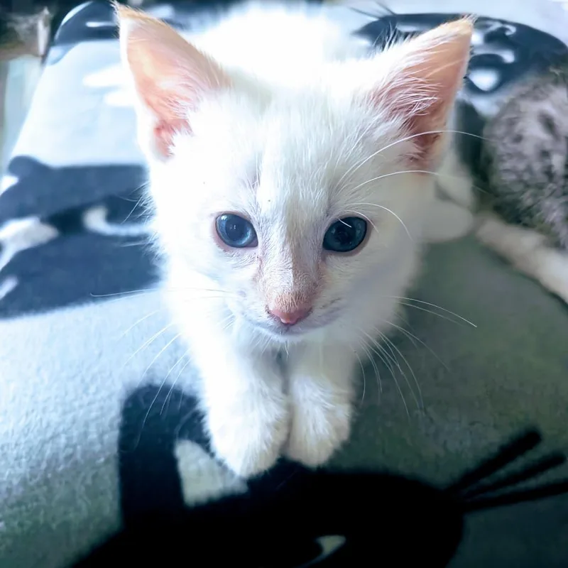 A baby small-sized male Flame Point Domestic Short Hair cat named Sinatra for adoption in Long Beach, CA