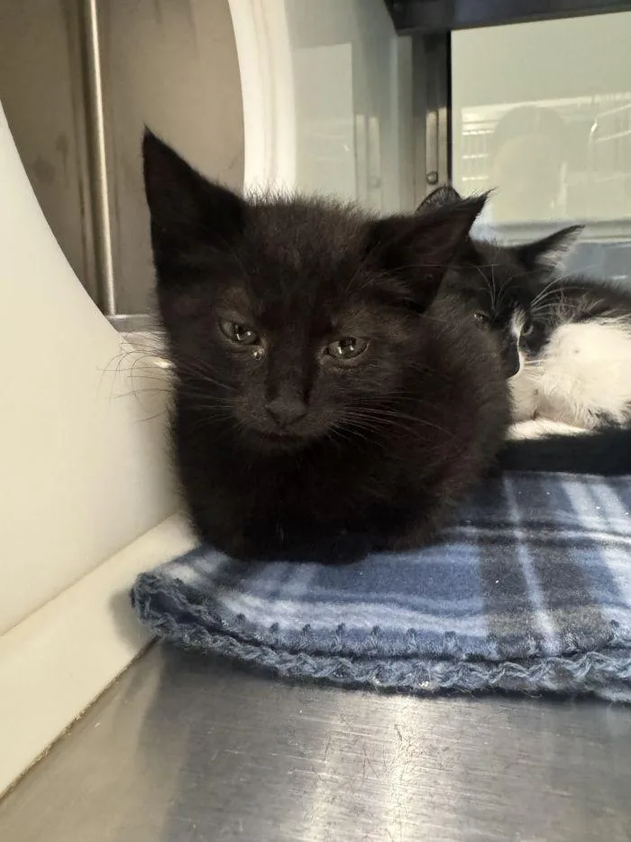 A young small-sized male Gray / Blue / Silver Domestic Medium Hair cat named Paddy for adoption in Hilton Head Island, SC