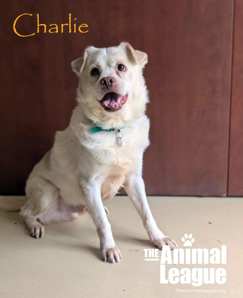 Charlie thumbnail 2