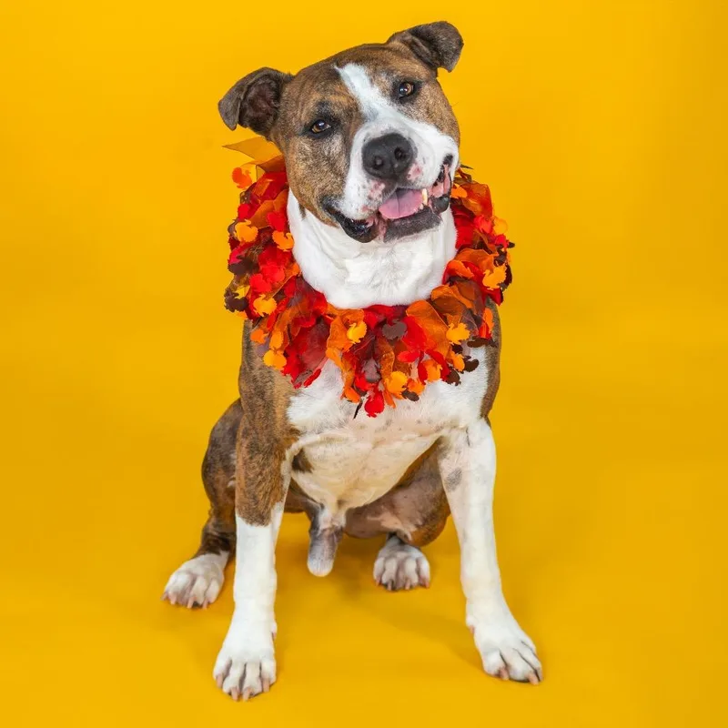 A senior large-sized male Boxer dog named Jax for adoption in Wilmington, DE