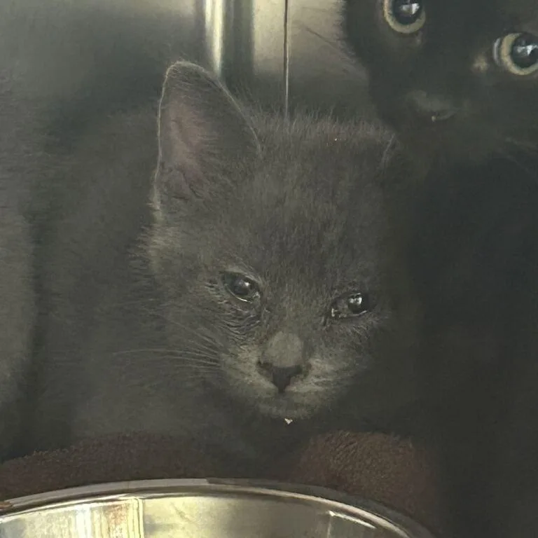 A baby small-sized female Black Domestic Short Hair cat named Mother Gothel for adoption in Asheville, NC