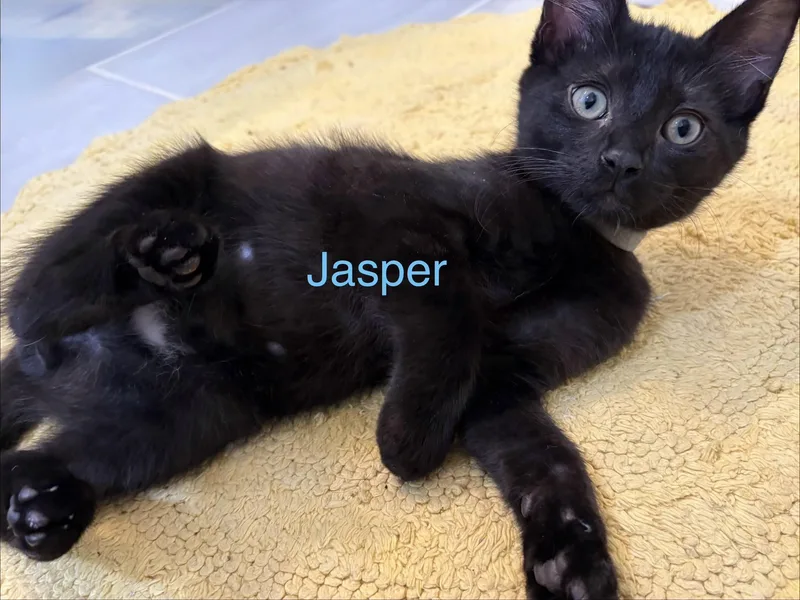 Jasper thumbnail 4