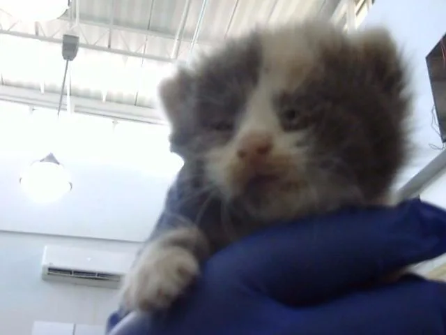 A baby medium-sized female Domestic Medium Hair cat named Lavender for adoption in Dallas, TX