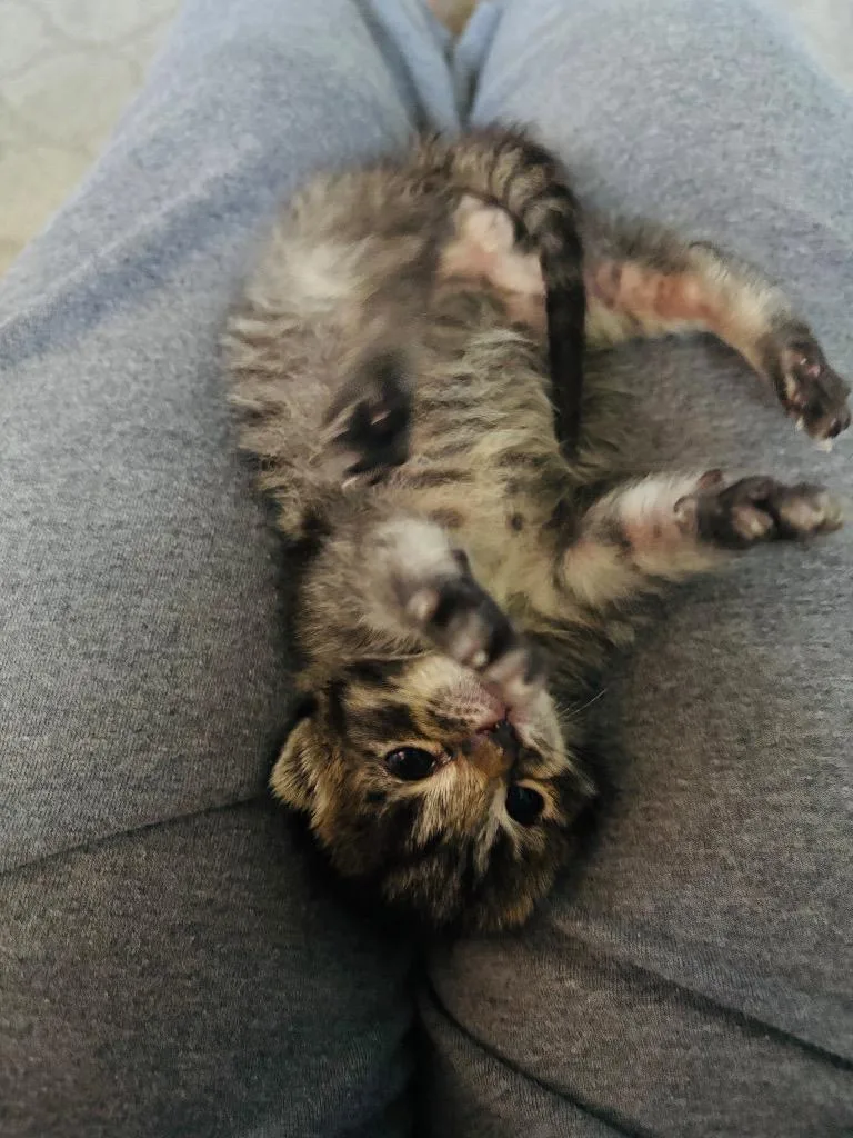 A baby small-sized male Domestic Short Hair cat named Twister for adoption in Defiance, OH