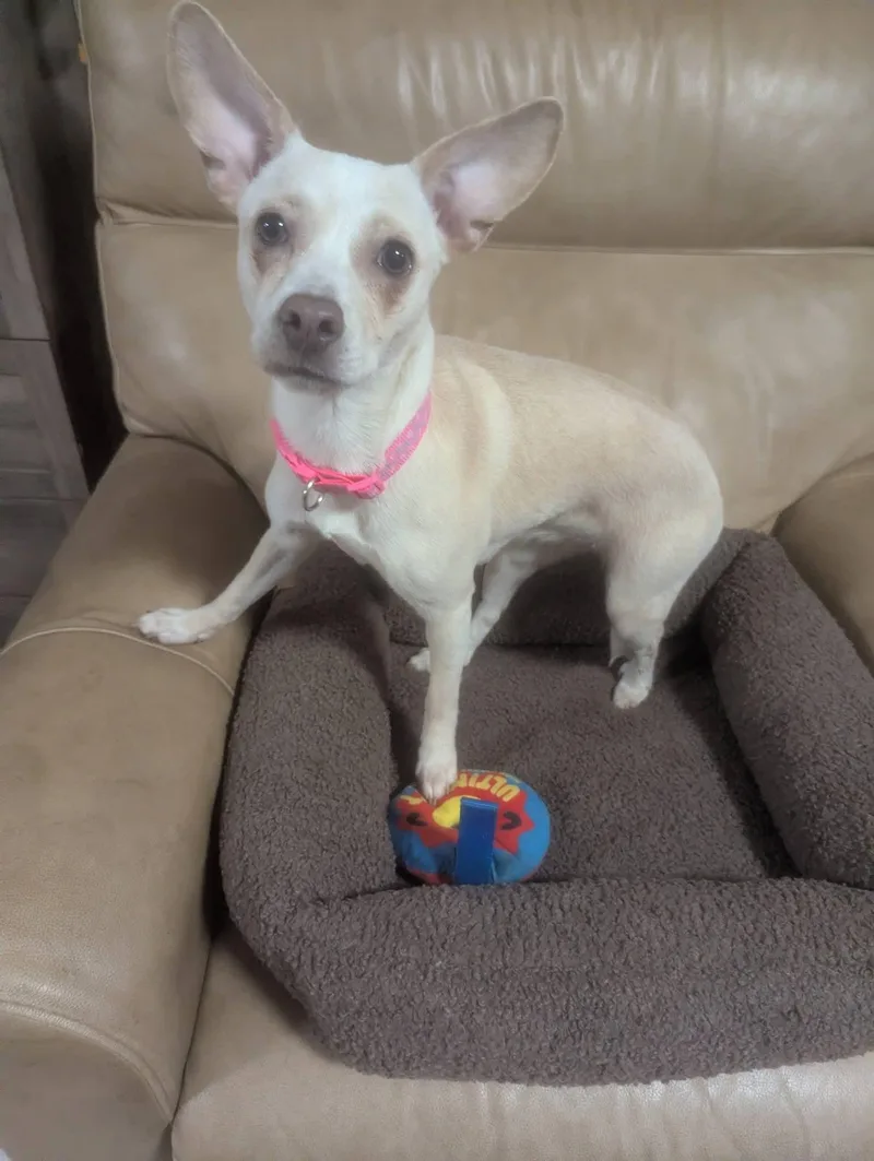 A young small-sized female Jack Russell Terrier dog named Analiese for adoption in Oakland, CA