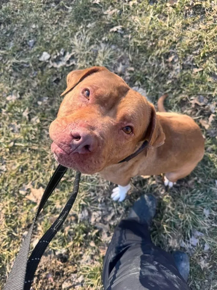 An adult medium-sized male Golden Mixed Breed dog named Ryan for adoption in Warren, OH