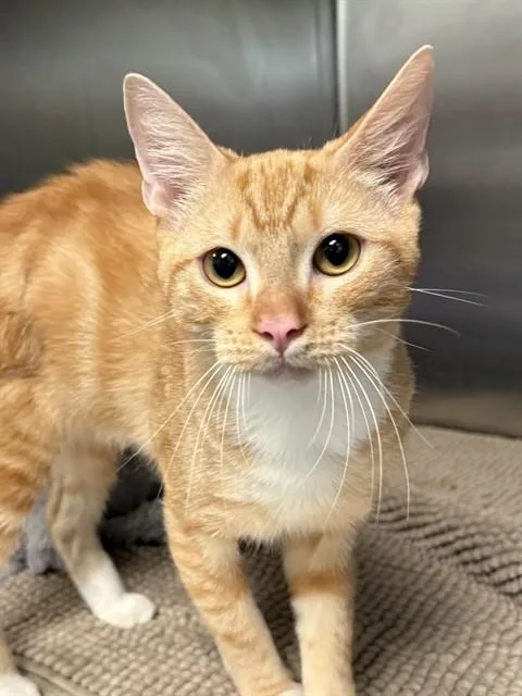 Garfield