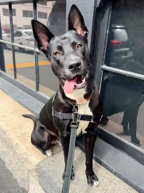 An adult medium-sized male German Shepherd Dog dog named Tommy for adoption in San Francisco, CA