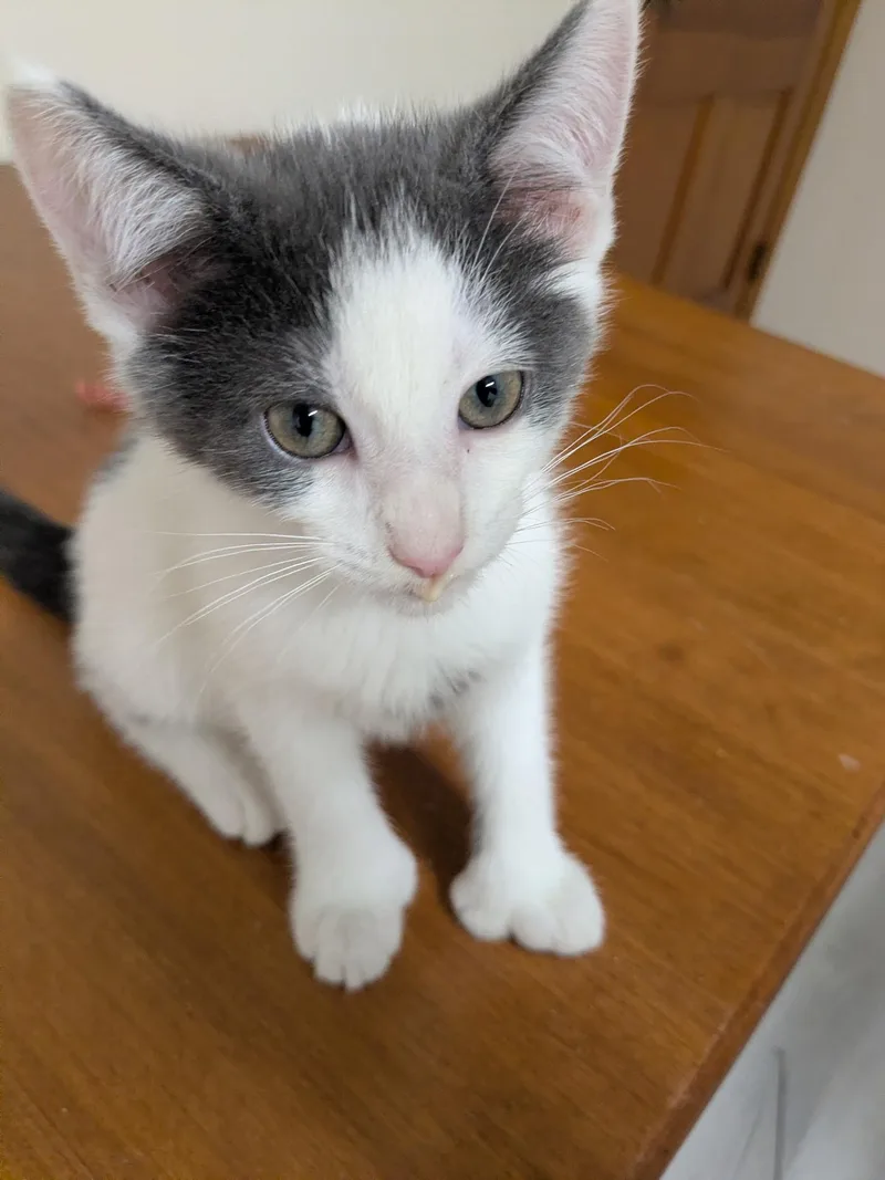 A baby medium-sized male Gray & White Domestic Short Hair cat named Panda Paws Polydactyl for adoption in Independence, OH