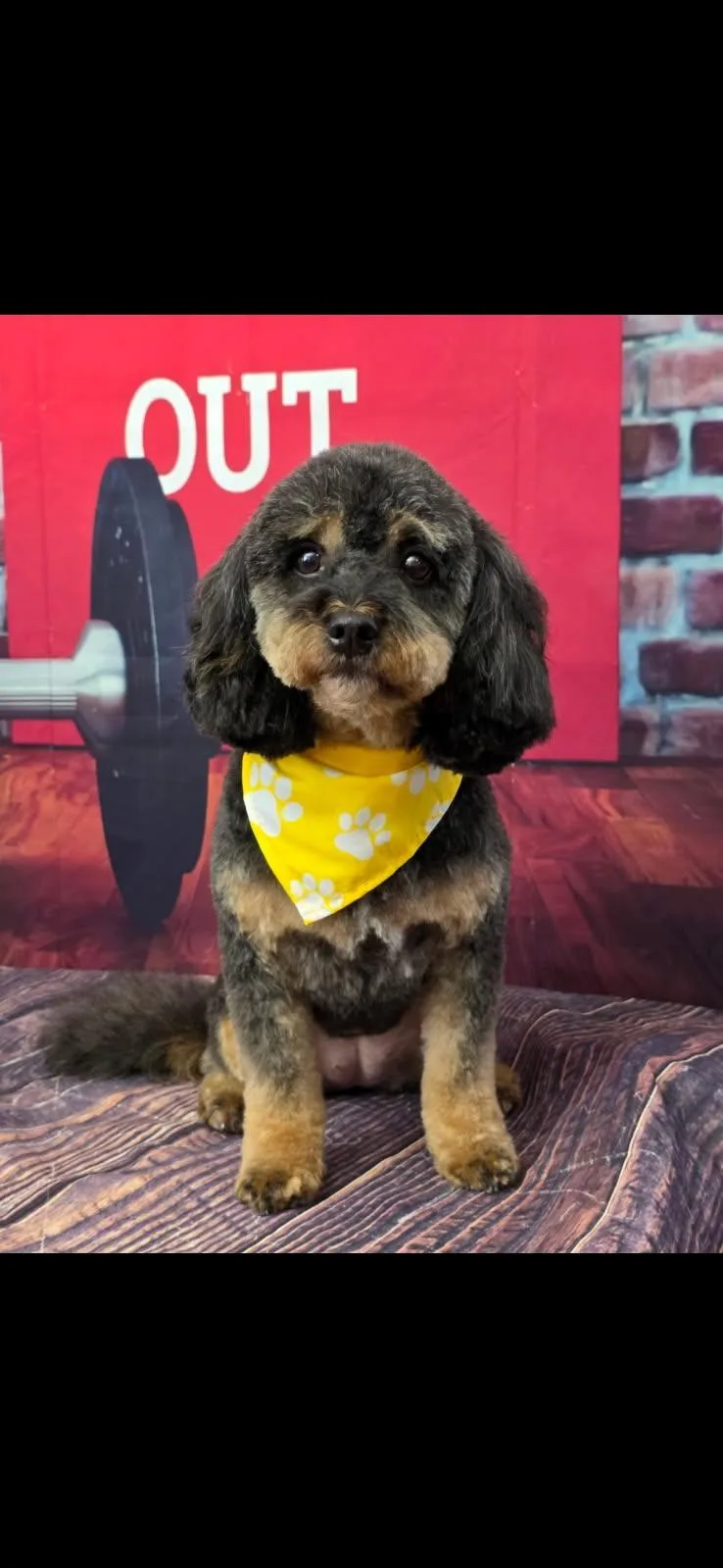 Darby thumbnail 3