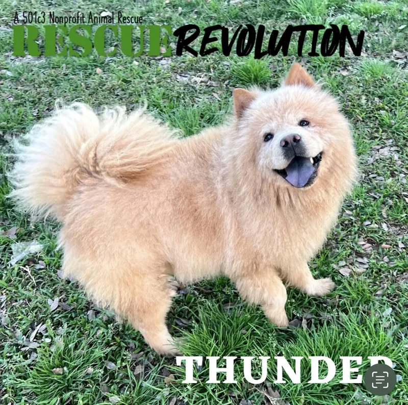 Thunder