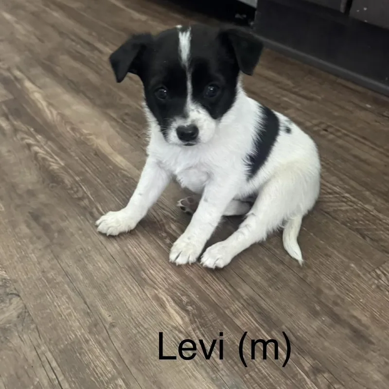 Levi