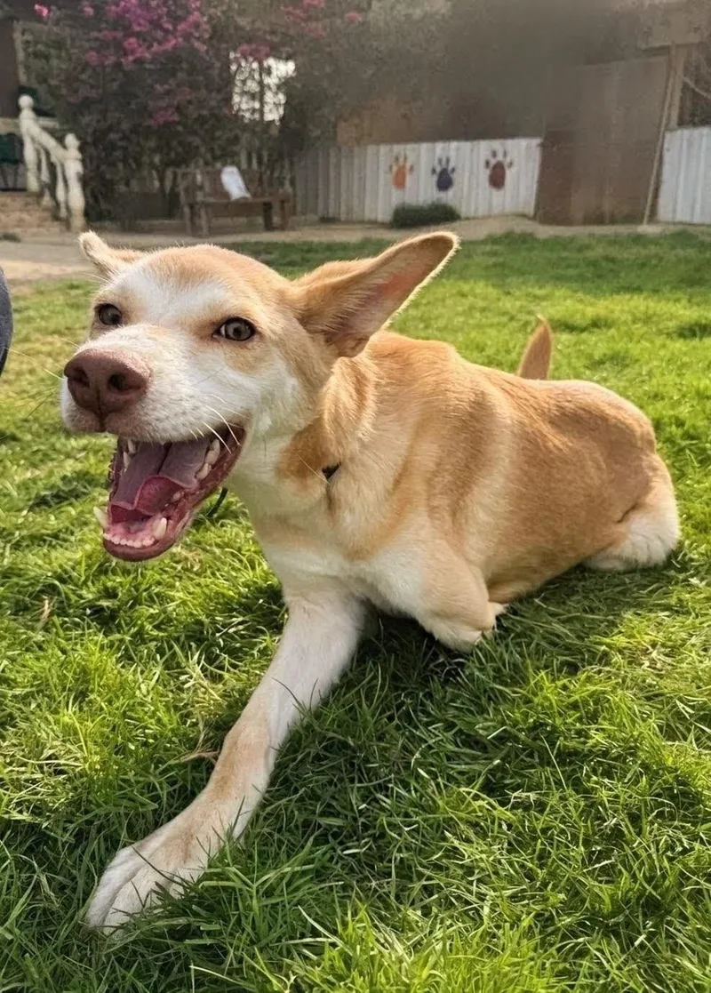 A young medium-sized male Husky dog named Walnut for adoption in New York, NY