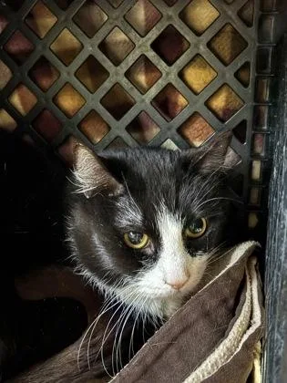 An adult small-sized male Domestic Short Hair cat named Alex for adoption in New Hope, PA