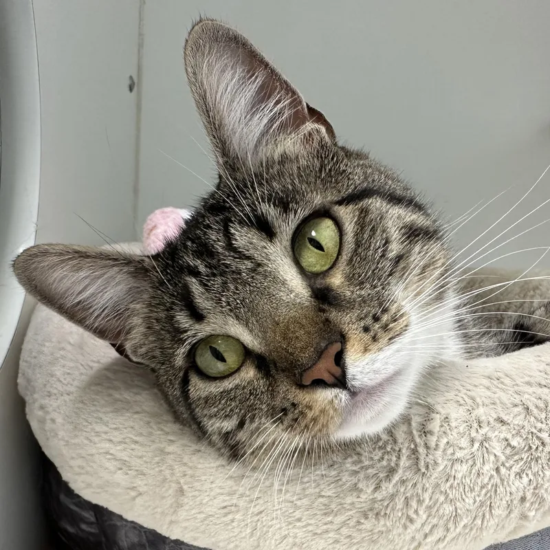 A young medium-sized female Domestic Short Hair cat named Princess Looking for New for adoption in Clifton, NJ