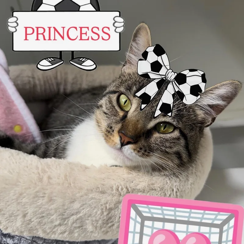 Princess Looking for New thumbnail 2