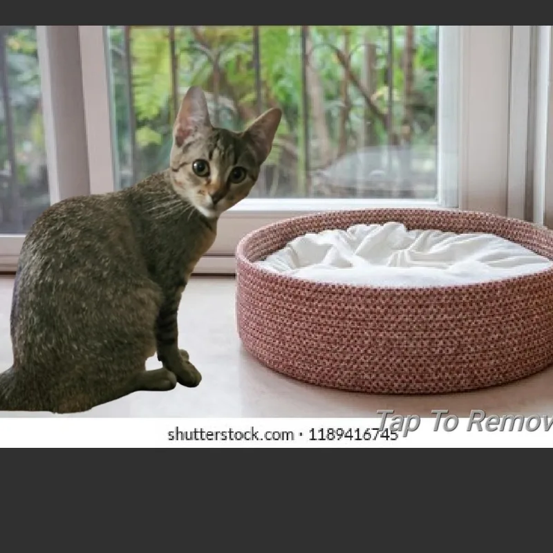 A young medium-sized female Tabby (Brown / Chocolate) Tabby cat named Tuck. Aka Tuck n for adoption in North Myrtle Beach, SC