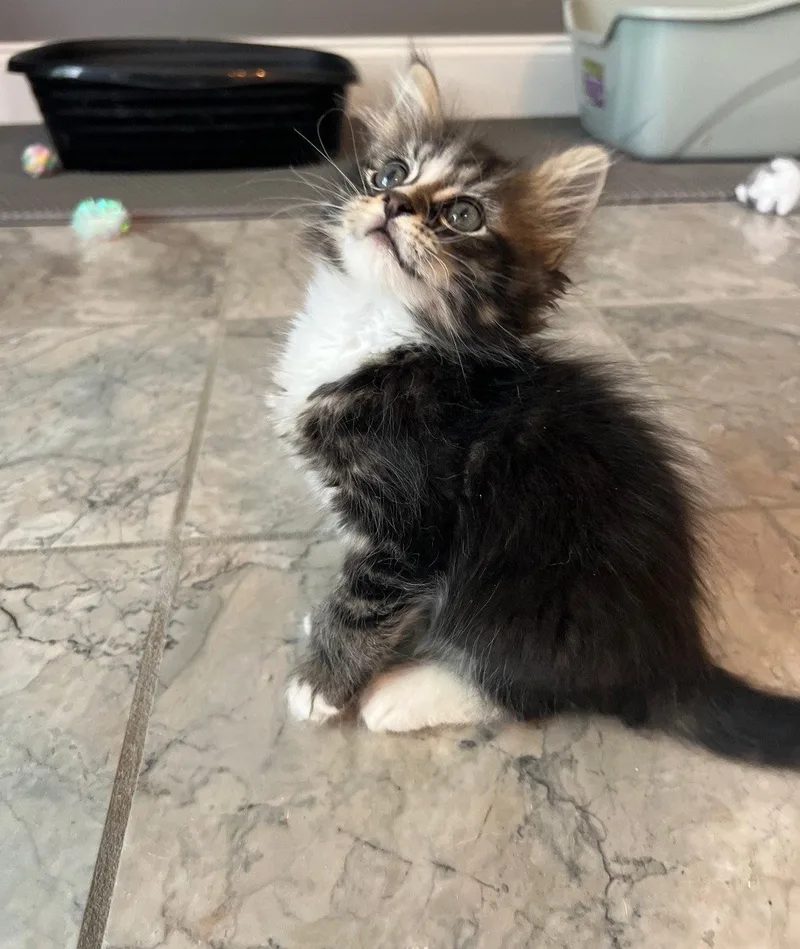 A baby medium-sized male Gray & White Domestic Medium Hair cat named Roan for adoption in Buford, GA