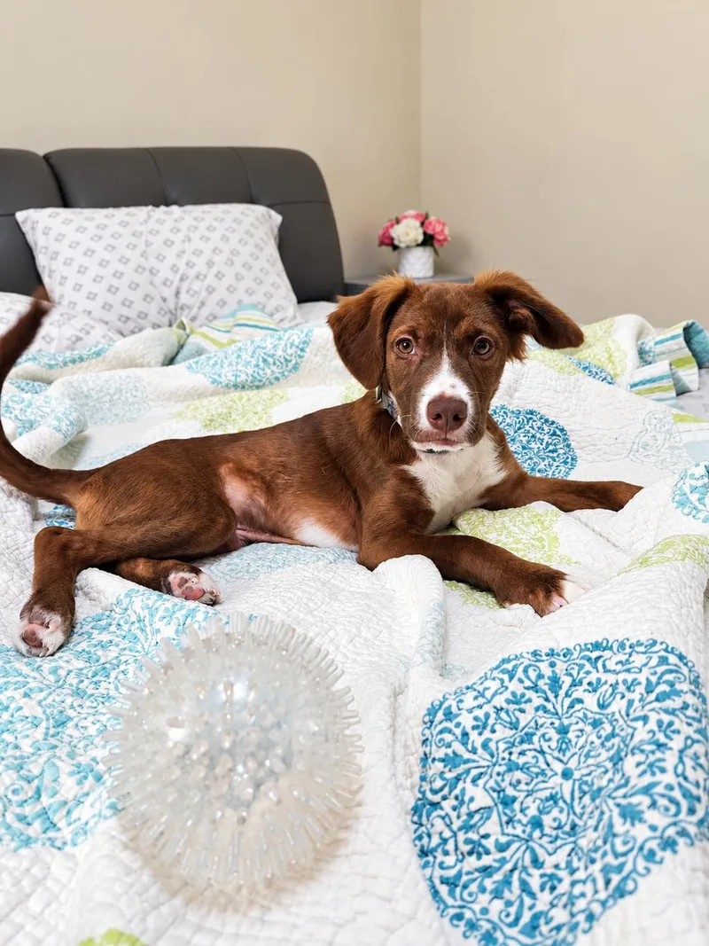 A baby medium-sized male Border Collie dog named Hershey for adoption in Houston, TX