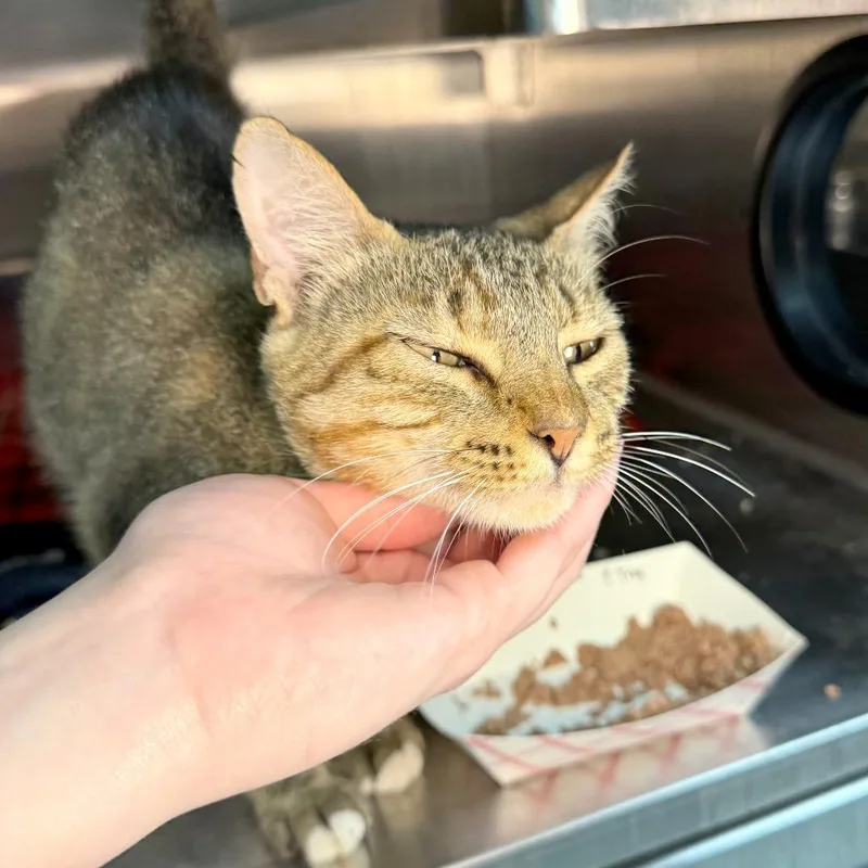 An adult medium-sized female Brown / Chocolate Domestic Short Hair cat named Eggplant Parmesan for adoption in Austin, TX