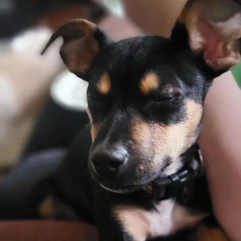 A baby small-sized female Miniature Pinscher dog named Lola Bunny for adoption in Portage, MI