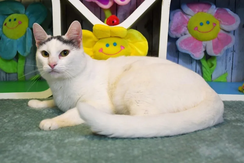 A young small-sized female Domestic Short Hair cat named Whispurr for adoption in Roanoke, TX