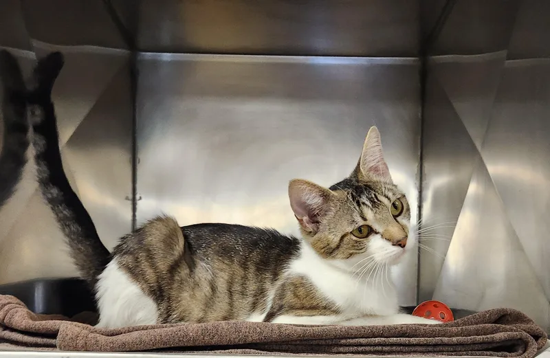 A young medium-sized female White Domestic Short Hair cat named Albany for adoption in Clayton, NJ