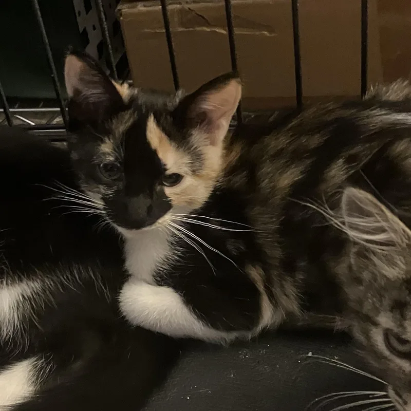 A baby small-sized female Calico cat named Venus for adoption in Henderson, NV
