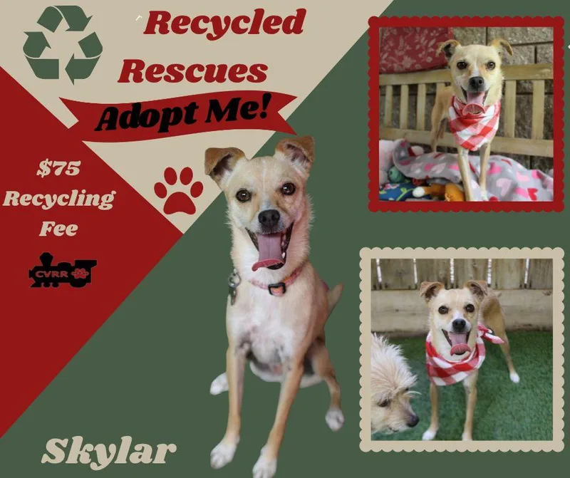 An adult small-sized female Italian Greyhound dog named Skylar for adoption in LINDSAY, CA
