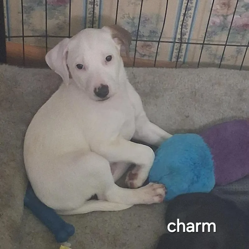 A baby medium-sized male White / Cream Mixed Breed dog named Charm for adoption in Lima, OH