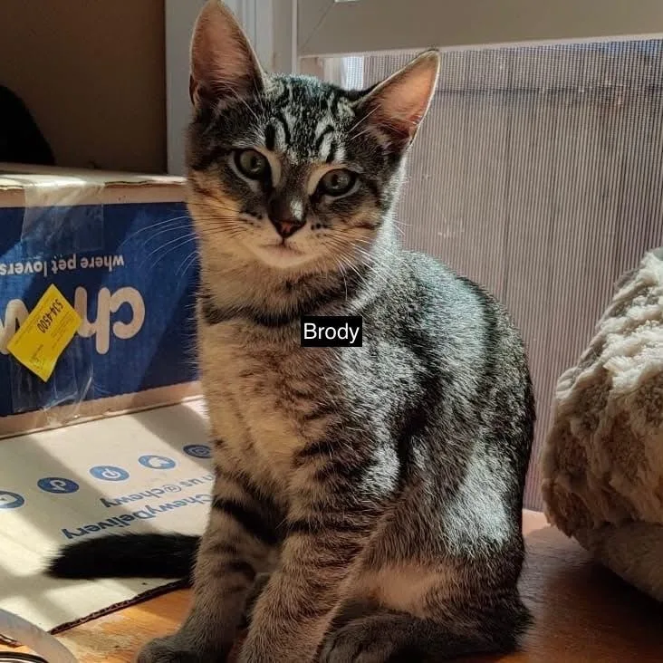 A baby small-sized male Tabby (Brown / Chocolate) Domestic Short Hair cat named Brody for adoption in Antioch, CA