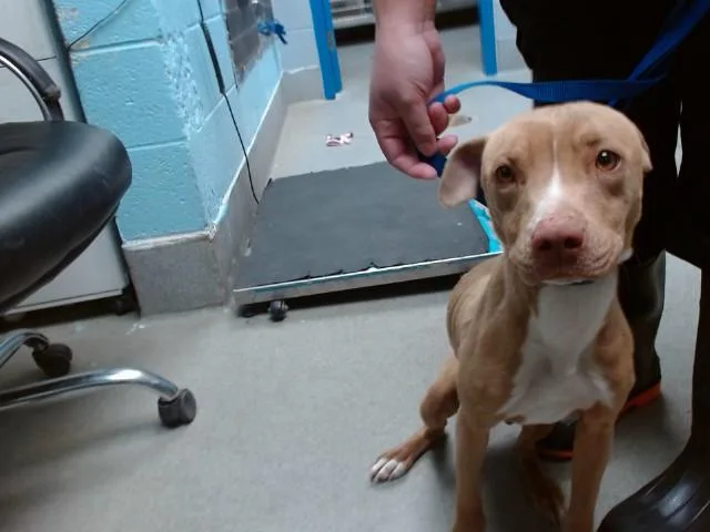 A young medium-sized female Pit Bull Terrier dog named Tutu for adoption in Albuquerque, NM
