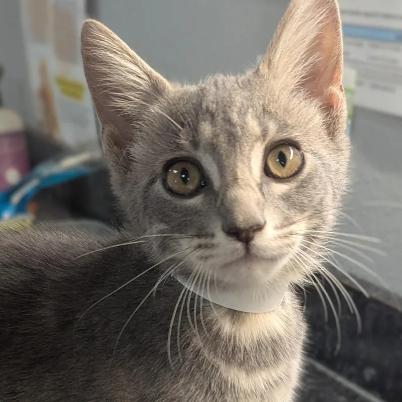 A baby small-sized female Gray / Blue / Silver Domestic Short Hair cat named Potato for adoption in Brighton, MO