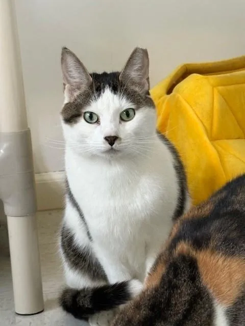 An adult medium-sized male White Domestic Short Hair cat named Timmy for adoption in Grosse Ile, MI