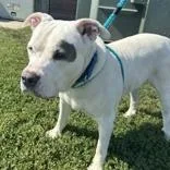 A senior large-sized male Gray / Blue / Silver Pit Bull Terrier dog named Lefty for adoption in Hilliard, OH