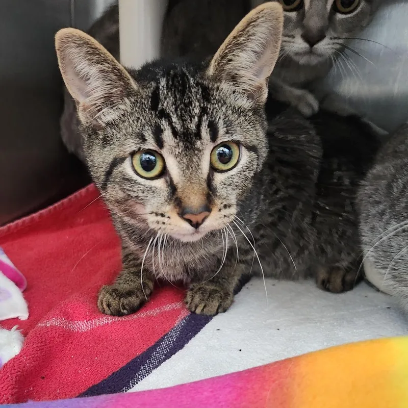 A baby small-sized male Brown / Chocolate Domestic Short Hair cat named Bluetooth for adoption in Fort Wayne, IN