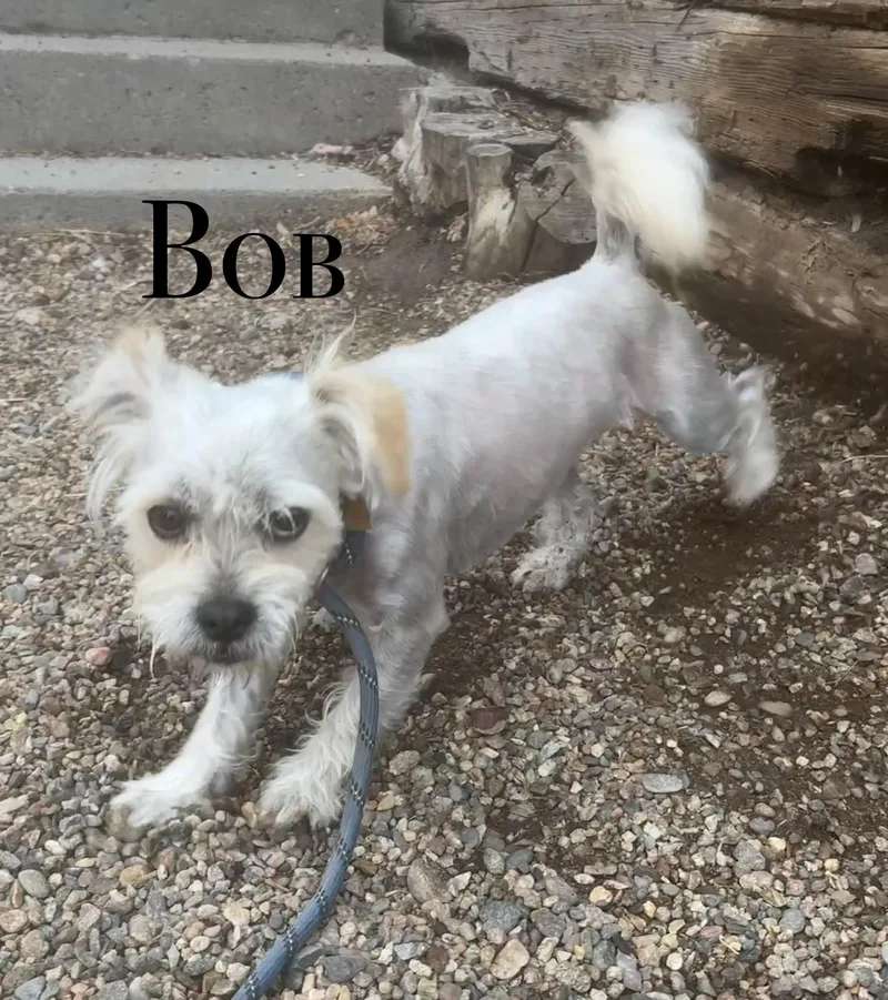 An adult small-sized male Maltese dog named Bob for adoption in Craig, CO
