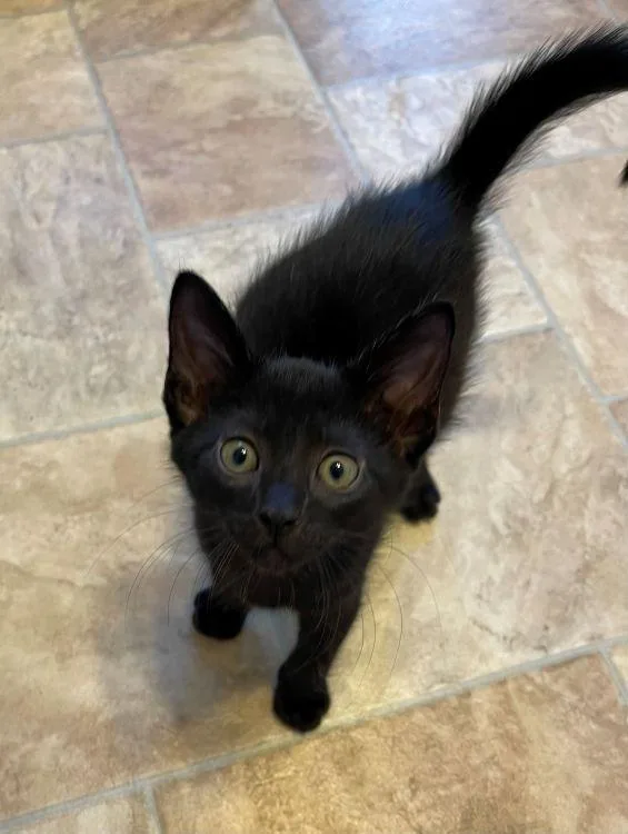 A baby medium-sized male Black American Shorthair cat named Tyrus for adoption in Richardson, TX