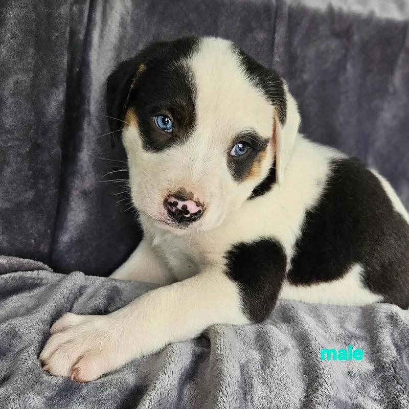 A baby medium-sized male White / Cream Australian Shepherd dog named Aviator for adoption in Rockville, MD
