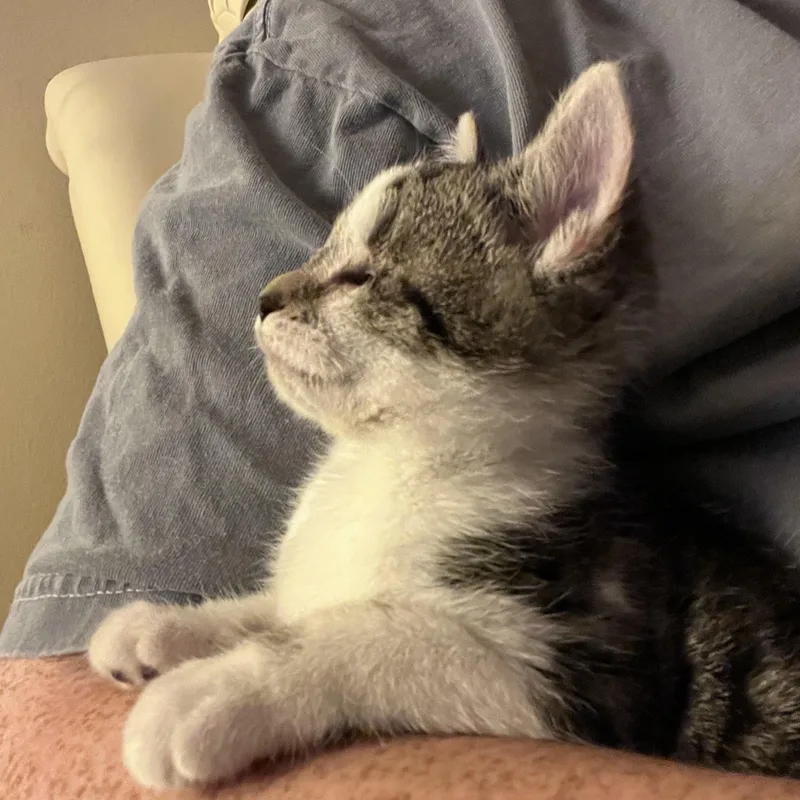A baby medium-sized male Tabby (Gray / Blue / Silver) Domestic Short Hair cat named Cal Bonded wit CiCi for adoption in West Jefferson, OH