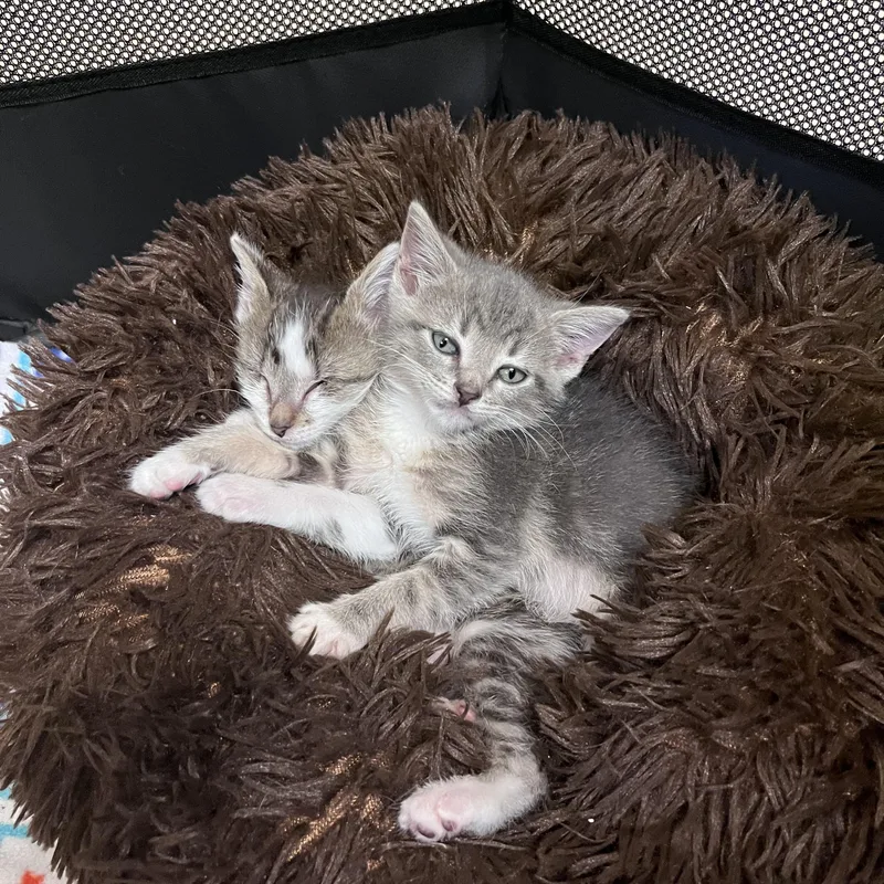 Cal Bonded wit CiCi thumbnail 5